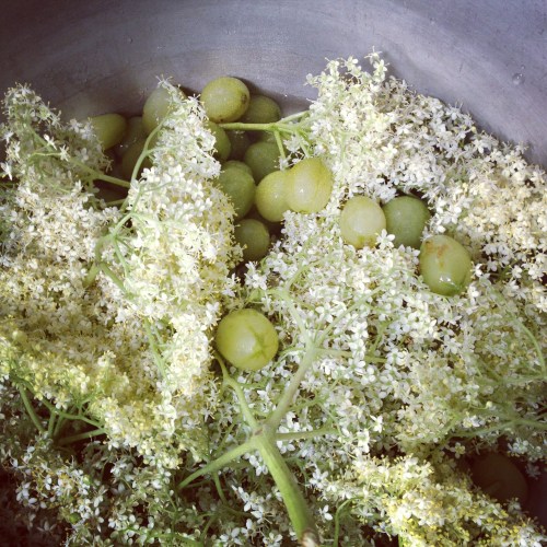 Gooseberry and elderflower
