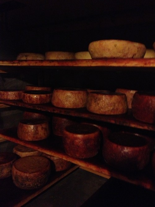 Francesco & Luisa's pecorino stash