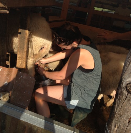 Ivana milking the sheep