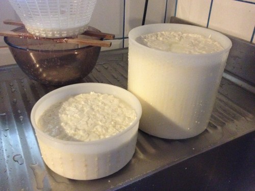Sheeps milk after as pecorino