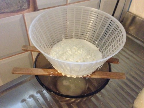 sheeps milk after as ricotta