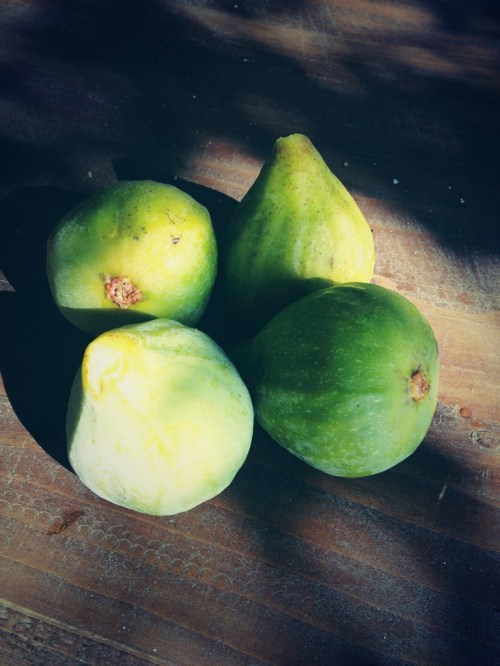 Figs fresh from the tree